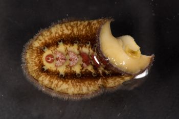 Media type: image;   Malacology 384364